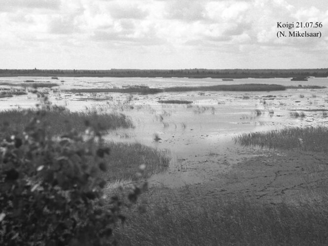 Maakond: Saaremaa Veekogu nimi: Koigi järv Pildistamise aeg: 21. juuli 1956 Pildistaja: N. Mikelsaar Pildistamise koht: teadmata Asimuut: