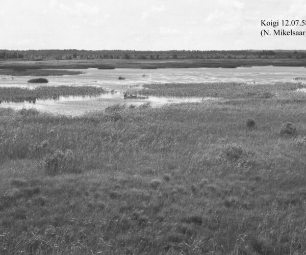 Maakond: Saaremaa Veekogu nimi: Koigi järv Pildistamise aeg: 12. juuli 1958 Pildistaja: N. Mikelsaar Pildistamise koht: teadmata Asimuut: