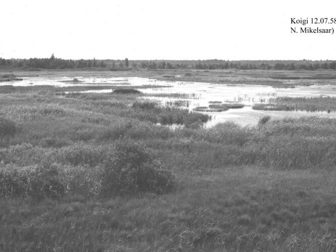 Maakond: Saaremaa Veekogu nimi: Koigi järv Pildistamise aeg: 12. juuli 1958 Pildistaja: N. Mikelsaar Pildistamise koht: teadmata Asimuut: