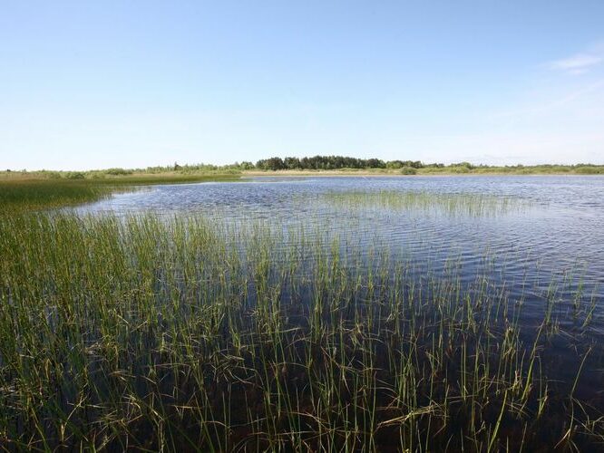 Maakond: Saaremaa Veekogu nimi: Koigi järv Pildistamise aeg: 26. mai 2009 Pildistaja: H. Timm Pildistamise koht: teadmata Asimuut: