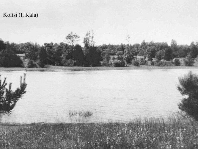 Maakond: Saaremaa Veekogu nimi: Koltsi järv Pildistamise aeg: teadmata Pildistaja: I. Kala (Eesti Looduse arhiiv) Pildistamise koht: teadmata Asimuut: