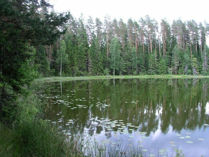 Maakond: Põlvamaa Veekogu nimi: Kooraste Linajärv Pildistamise aeg: 30. juuni 2005 Pildistaja: H. Timm Pildistamise koht: teadmata Asimuut: