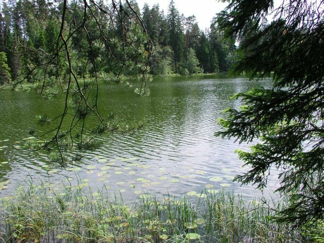 Maakond: Põlvamaa Veekogu nimi: Kooraste Linajärv Pildistamise aeg: 30. juuni 2005 Pildistaja: H. Timm Pildistamise koht: teadmata Asimuut: