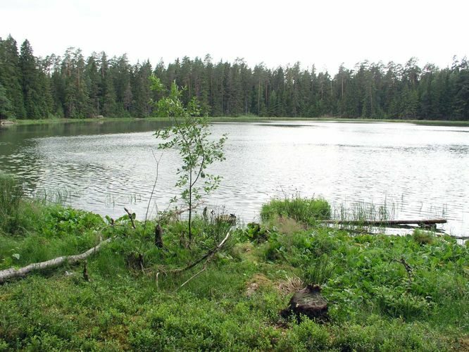 Maakond: Põlvamaa Veekogu nimi: Kooraste Linajärv Pildistamise aeg: 28. juuni 2007 Pildistaja: H. Timm Pildistamise koht: teadmata Asimuut: