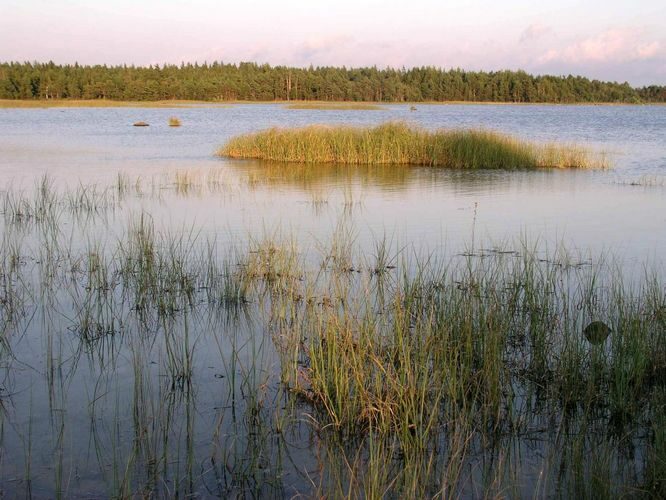 Maakond: Saaremaa Veekogu nimi: Kooru järv Pildistamise aeg: 11. august 2004 Pildistaja: H. Timm Pildistamise koht: teadmata Asimuut: