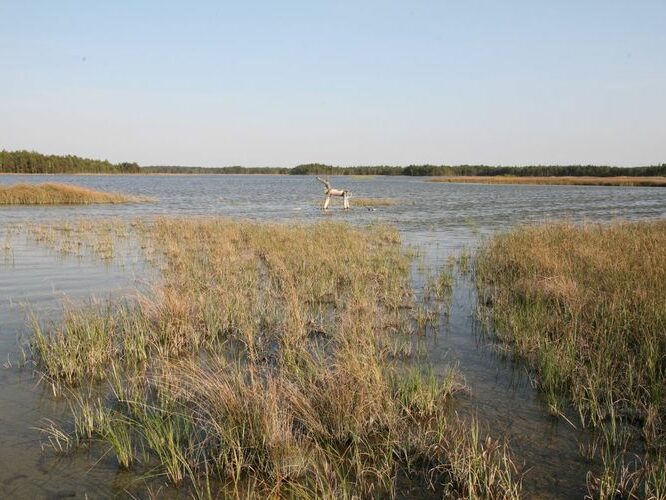 Maakond: Saaremaa Veekogu nimi: Kooru järv Pildistamise aeg: mai 2009 Pildistaja: H. Timm Pildistamise koht: teadmata Asimuut: