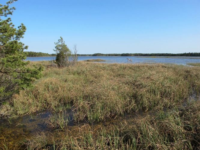 Maakond: Saaremaa Veekogu nimi: Kooru järv Pildistamise aeg: 21. mai 2011 Pildistaja: H. Timm Pildistamise koht: teadmata Asimuut: