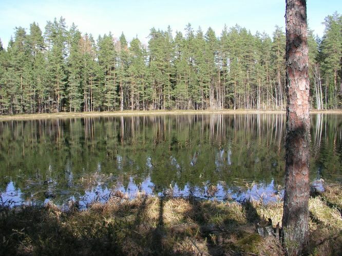 Maakond: Põlvamaa Veekogu nimi: Kõvõra Väikojärv Pildistamise aeg: 5. mai 2003 Pildistaja: H. Timm Pildistamise koht: teadmata Asimuut: