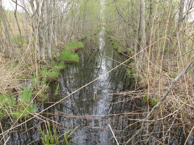 Maakond: Läänemaa Veekogu nimi: Kudani järve väljavool Pildistamise aeg: 15. mai 2011 Pildistaja: H. Timm Pildistamise koht: teadmata Asimuut: