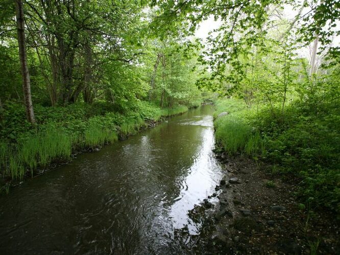 Maakond: Saaremaa Veekogu nimi: Kuke peakraav Pildistamise aeg: 27. mai 2009 Pildistaja: H. Timm Pildistamise koht: alamjooks Asimuut: