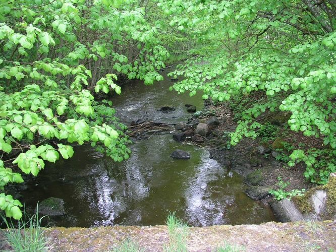 Maakond: Saaremaa Veekogu nimi: Kuke peakraav Pildistamise aeg: 27. mai 2009 Pildistaja: H. Timm Pildistamise koht: alamjooks Asimuut: