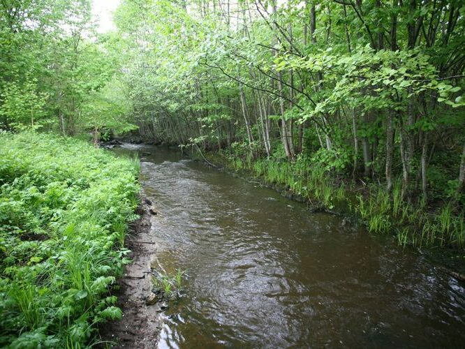 Maakond: Saaremaa Veekogu nimi: Kuke peakraav Pildistamise aeg: 27. mai 2009 Pildistaja: H. Timm Pildistamise koht: alamjooks Asimuut: