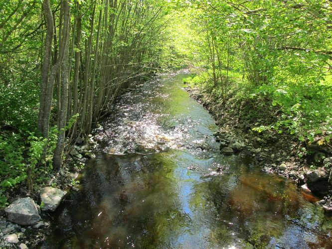 Maakond: Saaremaa Veekogu nimi: Kuke pkr. Pildistamise aeg: 22. mai 2011 Pildistaja: H. Timm Pildistamise koht: alamjooksu sild Asimuut: