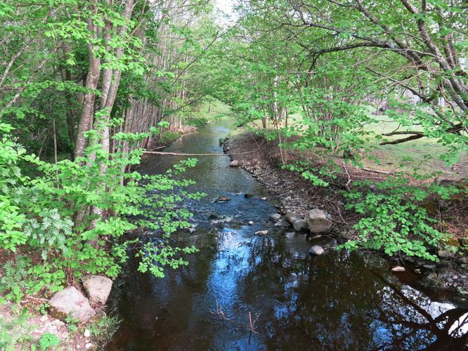 Maakond: Saaremaa Veekogu nimi: Kuke pkr. Pildistamise aeg: 21. mai 2014 Pildistaja: H. Timm Pildistamise koht: alamjooks Asimuut: