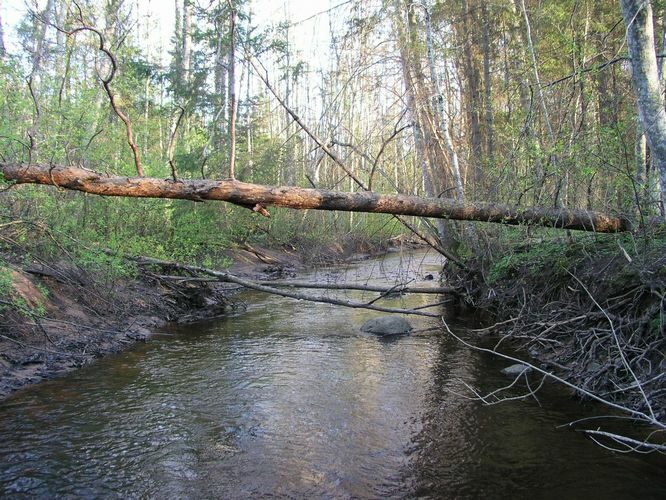 Maakond: Pärnumaa Veekogu nimi: Külge oja Pildistamise aeg: 26. aprill 2008 Pildistaja: H. Timm Pildistamise koht: alamjooks Asimuut: