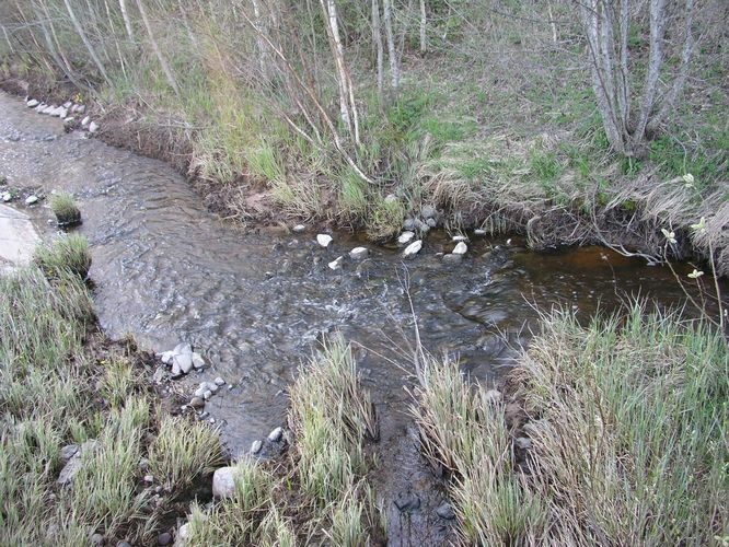 Maakond: Pärnumaa Veekogu nimi: Külge oja Pildistamise aeg: 26. aprill 2008 Pildistaja: H. Timm Pildistamise koht: enne Kaerasaadu suuet Asimuut: