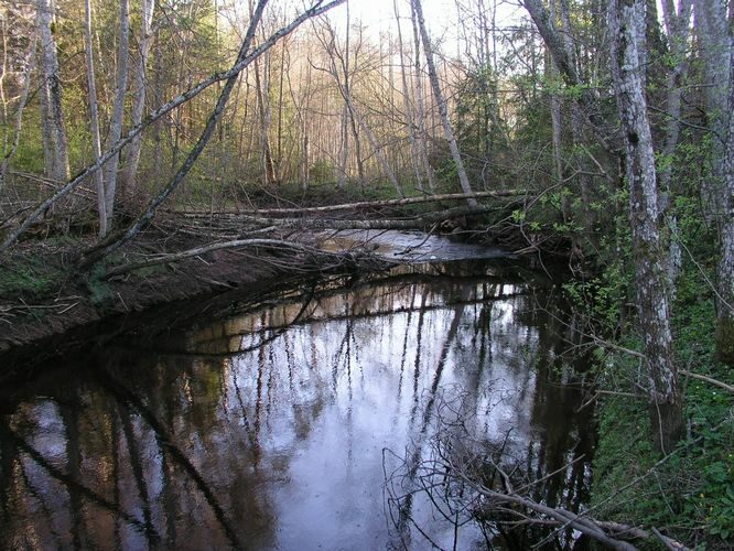 Maakond: Pärnumaa Veekogu nimi: Külge oja Pildistamise aeg: 26. aprill 2008 Pildistaja: H. Timm Pildistamise koht: alamjooks Asimuut: