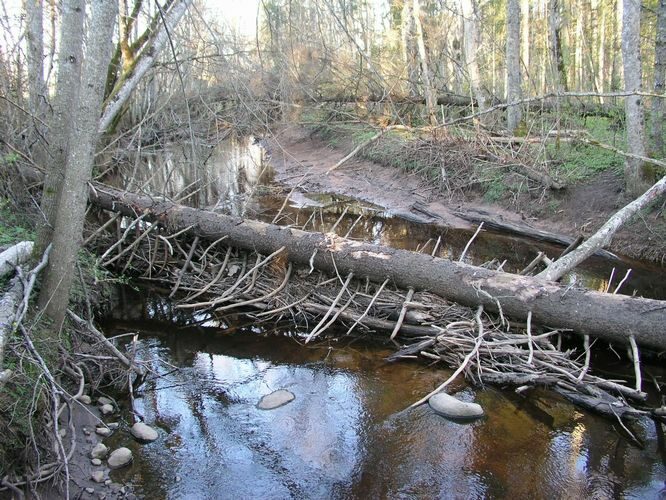 Maakond: Pärnumaa Veekogu nimi: Külge oja Pildistamise aeg: 26. aprill 2008 Pildistaja: H. Timm Pildistamise koht: alamjooks Asimuut: