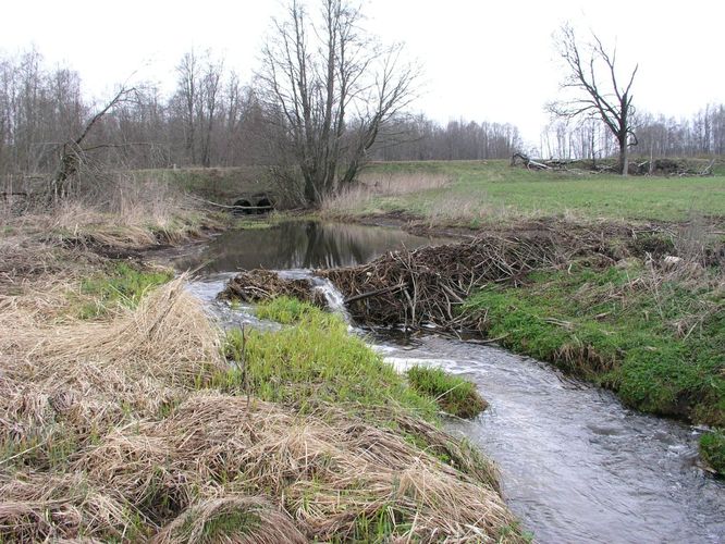 Maakond: Jõgevamaa Veekogu nimi: Kullavere jõgi Pildistamise aeg: 24. aprill 2007 Pildistaja: H. Timm Pildistamise koht: Tõikvere Asimuut: