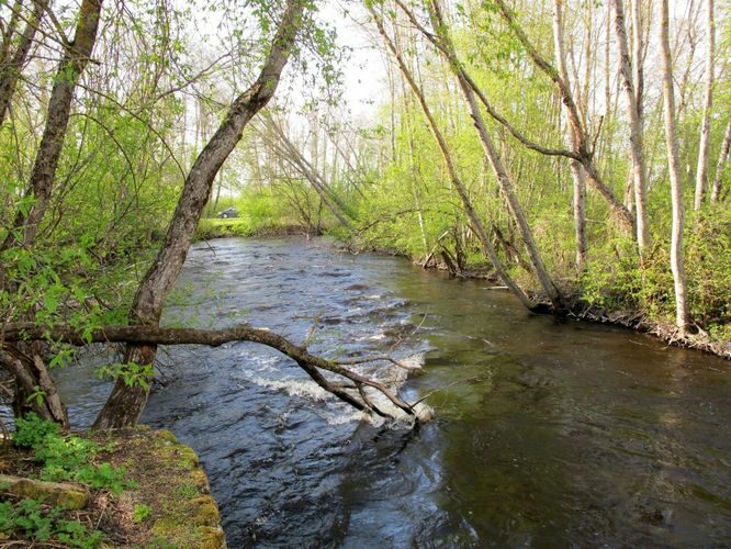 Maakond: Lääne-Virumaa Veekogu nimi: Kunda jõgi Pildistamise aeg: 13. mai 2010 Pildistaja: H. Timm Pildistamise koht: Jäätma Asimuut: