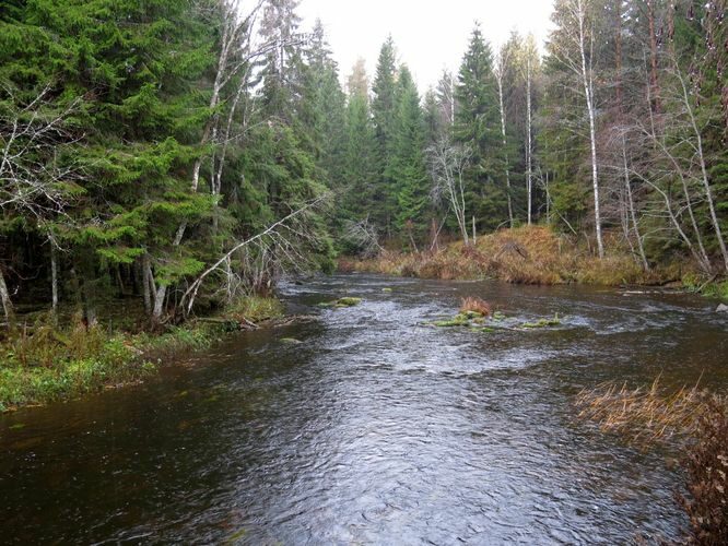 Maakond: Lääne-Virumaa Veekogu nimi: Kunda jõgi Pildistamise aeg: 18. oktoober 2013 Pildistaja: H. Timm Pildistamise koht: Mädaoja Asimuut: