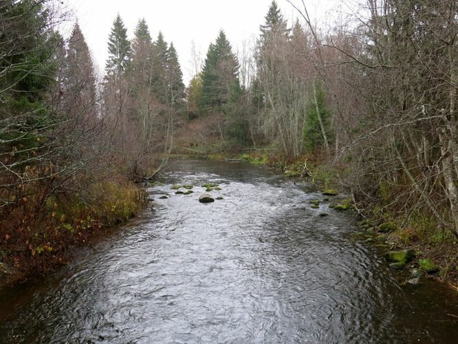 Maakond: Lääne-Virumaa Veekogu nimi: Kunda jõgi Pildistamise aeg: 18. oktoober 2013 Pildistaja: H. Timm Pildistamise koht: Mädaoja Asimuut: