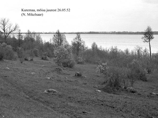 Maakond: Jõgevamaa Veekogu nimi: Kuremaa järv Pildistamise aeg: 26. mai 1952 Pildistaja: N. Mikelsaar Pildistamise koht: m Asimuut: