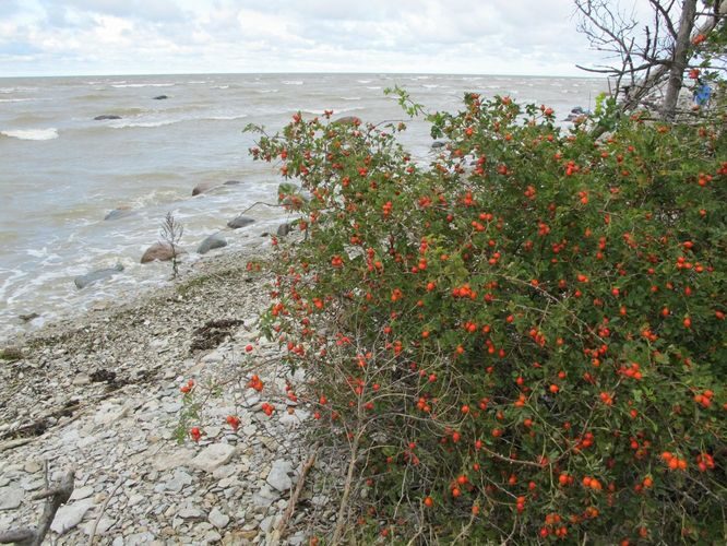 Maakond: Läänemaa Veekogu nimi: Läänemeri Pildistamise aeg: 16. september 2011 Pildistaja: H. Timm Pildistamise koht: Saxby Asimuut: