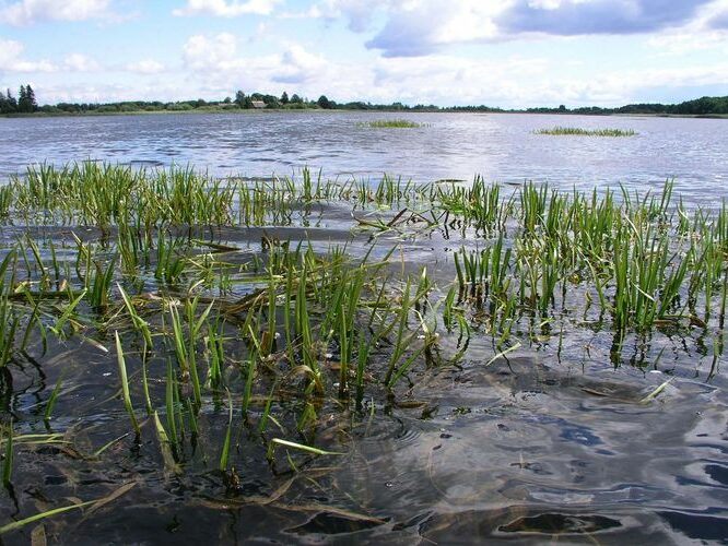 Maakond: Jõgevamaa Veekogu nimi: Lahepera järv Pildistamise aeg: 20. juuli 2007 Pildistaja: H. Timm Pildistamise koht: teadmata Asimuut: