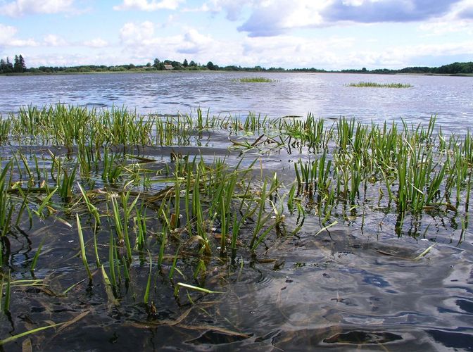 Maakond: Jõgevamaa Veekogu nimi: Lahepera järv Pildistamise aeg: 20. juuli 2007 Pildistaja: H. Timm Pildistamise koht: teadmata Asimuut: