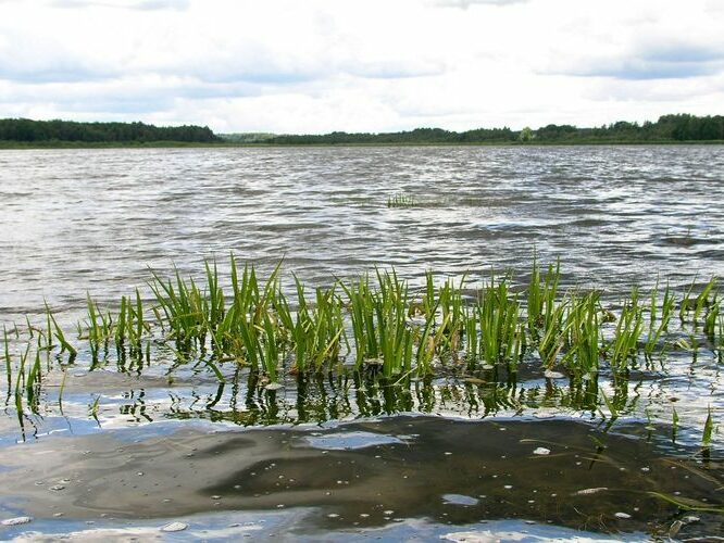 Maakond: Jõgevamaa Veekogu nimi: Lahepera järv Pildistamise aeg: 20. juuli 2007 Pildistaja: H. Timm Pildistamise koht: teadmata Asimuut: