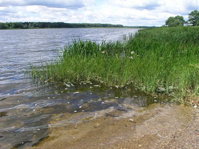 Maakond: Jõgevamaa Veekogu nimi: Lahepera järv Pildistamise aeg: 20. juuli 2007 Pildistaja: H. Timm Pildistamise koht: vana alajaama juurest Asimuut: