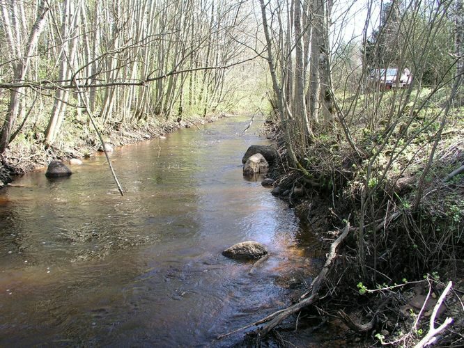 Maakond: Pärnumaa Veekogu nimi: Lähkma jõgi Pildistamise aeg: 26. aprill 2008 Pildistaja: H. Timm Pildistamise koht: Saunametsa - Mölke tee Asimuut: