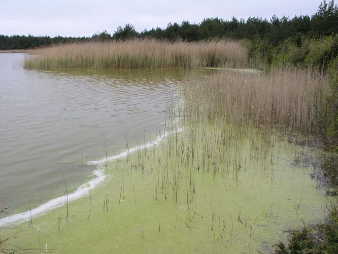 Maakond: Saaremaa Veekogu nimi: Lahukse järv Pildistamise aeg: 29. mai 2006 Pildistaja: H. Timm Pildistamise koht: teadmata Asimuut: