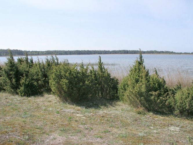 Maakond: Saaremaa Veekogu nimi: Laialepa laht Pildistamise aeg: 27. mai 2003 Pildistaja: H. Timm Pildistamise koht: teadmata Asimuut: