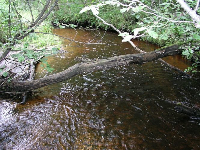 Maakond: Lääne-Virumaa Veekogu nimi: Läsna jõgi Pildistamise aeg: august 2003 Pildistaja: H. Timm Pildistamise koht: teadmata Asimuut: