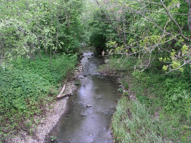 Maakond: Saaremaa Veekogu nimi: Laugi peakraav Pildistamise aeg: 14. mai 2008 Pildistaja: H. Timm Pildistamise koht: teadmata Asimuut: