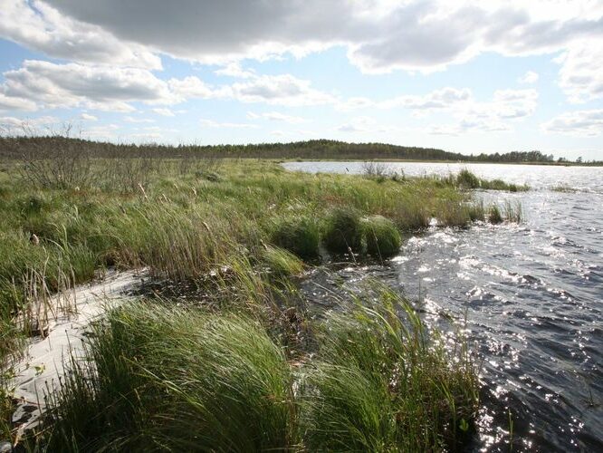 Maakond: Pärnumaa Veekogu nimi: Lavassaare järv Pildistamise aeg: 25. mai 2008 Pildistaja: H. Timm Pildistamise koht: teadmata Asimuut: