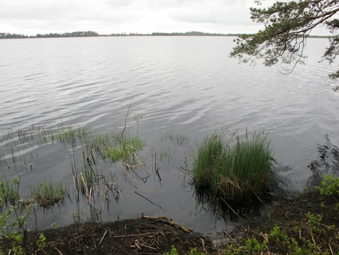 Maakond: Pärnumaa Veekogu nimi: Lavassaare järv Pildistamise aeg: 17. mai 2012 Pildistaja: H. Timm Pildistamise koht: teadmata Asimuut: