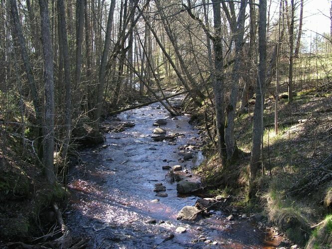 Maakond: Pärnumaa Veekogu nimi: Lemme jõgi Pildistamise aeg: 26. aprill 2008 Pildistaja: H. Timm Pildistamise koht: Orajõe Asimuut: