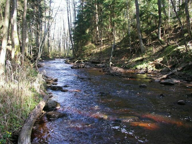 Maakond: Pärnumaa Veekogu nimi: Lemme jõgi Pildistamise aeg: 26. aprill 2008 Pildistaja: H. Timm Pildistamise koht: Orajõe Asimuut: