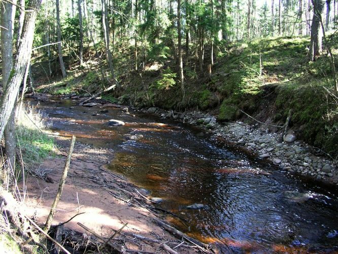 Maakond: Pärnumaa Veekogu nimi: Lemme jõgi Pildistamise aeg: 26. aprill 2008 Pildistaja: H. Timm Pildistamise koht: Orajõe Asimuut: