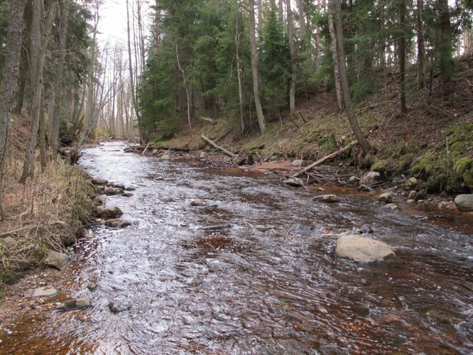 Maakond: Pärnumaa Veekogu nimi: Lemme jõgi Pildistamise aeg: 28. aprill 2010 Pildistaja: H. Timm Pildistamise koht: alamjooks Asimuut: