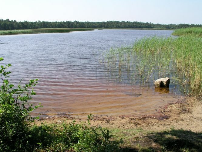 Maakond: Läänemaa Veekogu nimi: Lepaauk Pildistamise aeg: juuli 2003 Pildistaja: H. Timm Pildistamise koht: teadmata Asimuut: