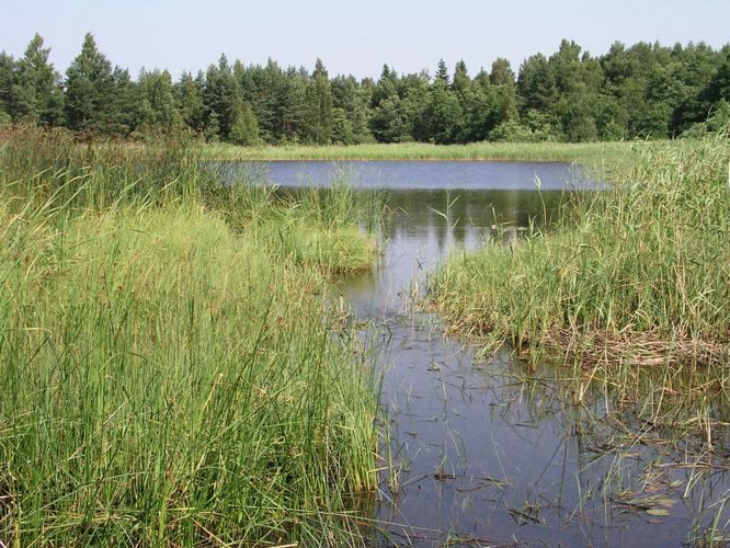 Maakond: Läänemaa Veekogu nimi: Lepaoja Pildistamise aeg: 6. juuni 2003 Pildistaja: H. Timm Pildistamise koht: teadmata Asimuut: