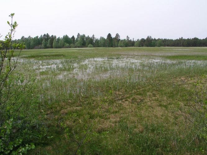 Maakond: Pärnumaa Veekogu nimi: Lindi järv Pildistamise aeg: 27. mai 2005 Pildistaja: H. Timm Pildistamise koht: teadmata Asimuut: