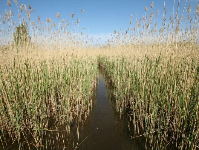 Maakond: Saaremaa Veekogu nimi: Linnulahe väljavool Pildistamise aeg: 24. mai 2008 Pildistaja: H. Timm Pildistamise koht: teadmata Asimuut: