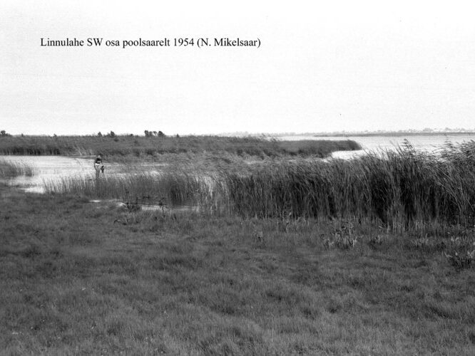 Maakond: Saaremaa Veekogu nimi: Linnulaht Pildistamise aeg: 1954 Pildistaja: N. Mikelsaar Pildistamise koht: SW osa poolsaarelt Asimuut: