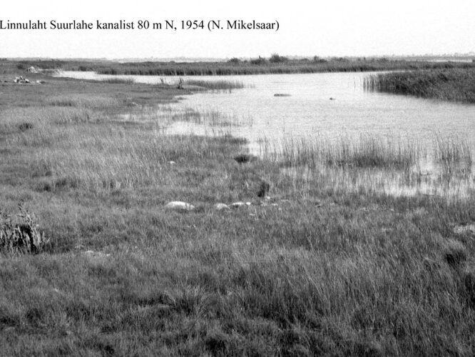 Maakond: Saaremaa Veekogu nimi: Linnulaht Pildistamise aeg: 1954 Pildistaja: N. Mikelsaar Pildistamise koht: v Asimuut: