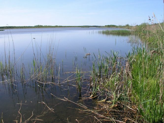 Maakond: Saaremaa Veekogu nimi: Linnulaht Pildistamise aeg: 29. mai 2003 Pildistaja: H. Timm Pildistamise koht: teadmata Asimuut: